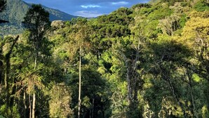 A lush forested landscape with dense greenery and a mountain in the background. - Chalet in the middle of the icy mountains of Urubici- (Urubici)