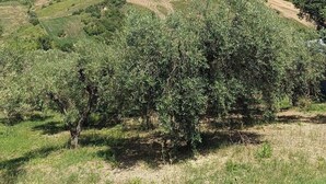 A vineyard with rows of olive trees under a clear sky. - Entire lodging in peasant house at the foot of Majella - Agricasa Caprafico (Abruzzo)
