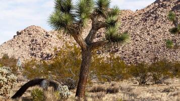 A desert landscape with a prominent Joshua tree and rocky hills in the background.