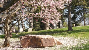 Un cementerio con árboles de cerezo en flor, un gran monumento de piedra y lápidas.