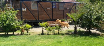 Spectacular train car with individual yard. 