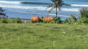 A beach with two cows and a palm tree.