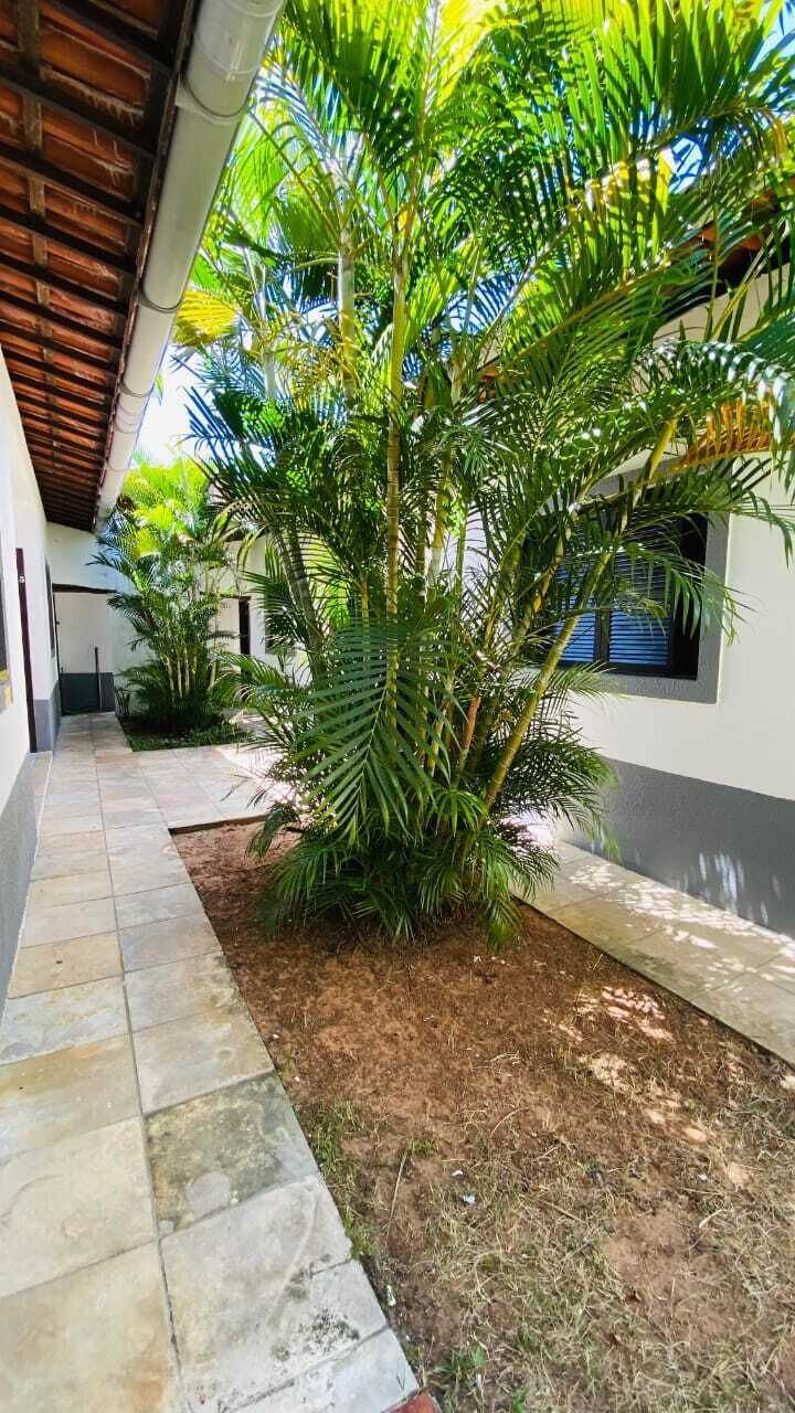 Un espacio al aire libre cubierto con una palmera, un camino adoquinado y un edificio con ventana.
