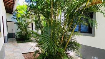 Un espacio al aire libre cubierto con una palmera, un camino adoquinado y un edificio con ventana.