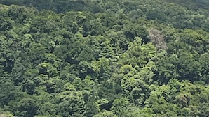 A mountain with a forested foreground and a cloudy sky.