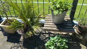 Un banc en bois agrémenté de plantes en pot, une clôture en métal et un arrière-plan verdoyant.
