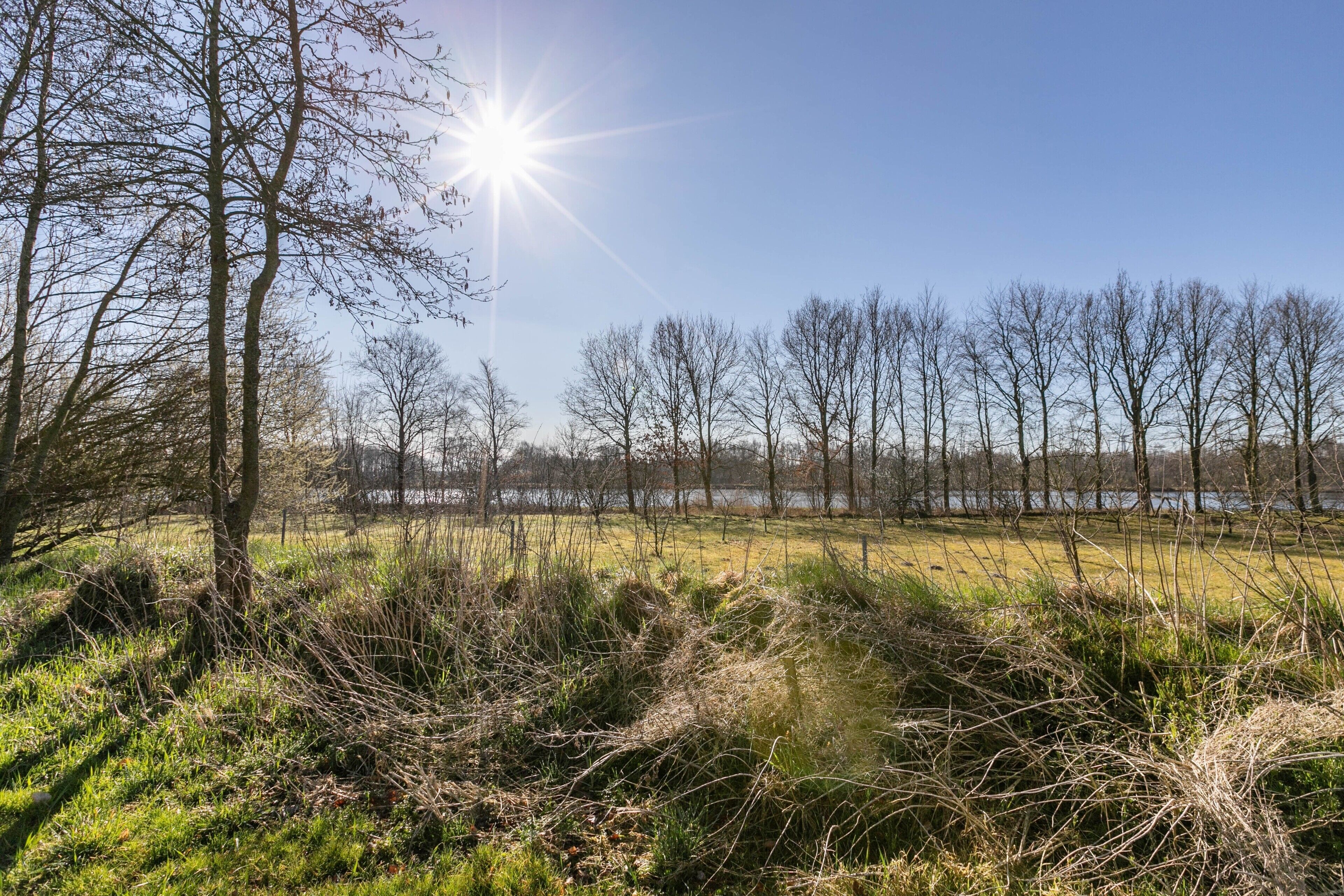 Eine natürliche Landschaft mit Bäumen, Gras und einem Gewässer.