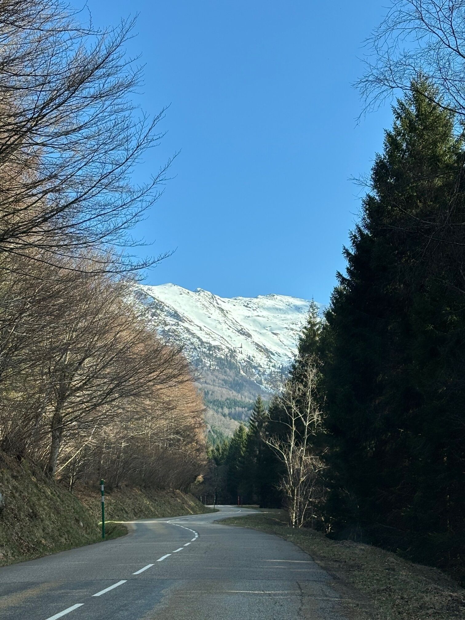 A road curving through a forest with snow-capped mountains in the background.