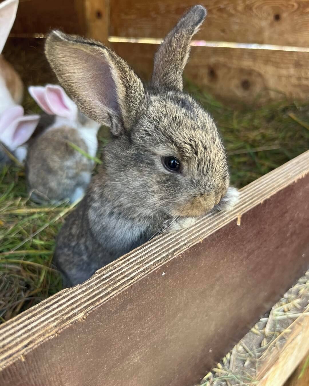 Ein Kaninchen in einem hölzernen Gehege mit Heu.