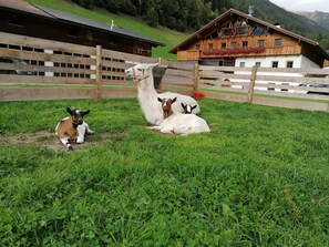 Property grounds - "Tischlerhof Panorama" vacation apartment with balcony and mountain view (St.Jakob/Ahrntal)