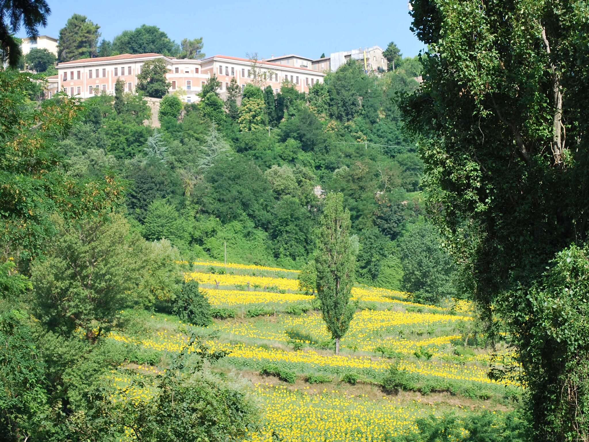 Paisagem com um edifício ao fundo, cercado por vegetação e flores amarelas.