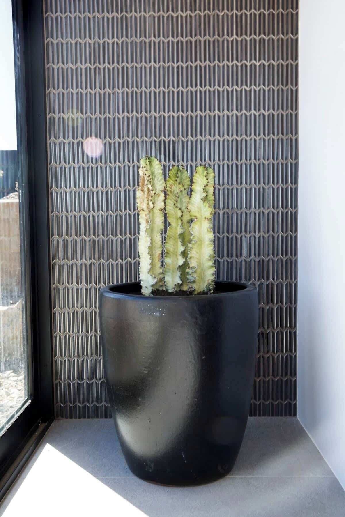 A potted cactus plant on a windowsill.