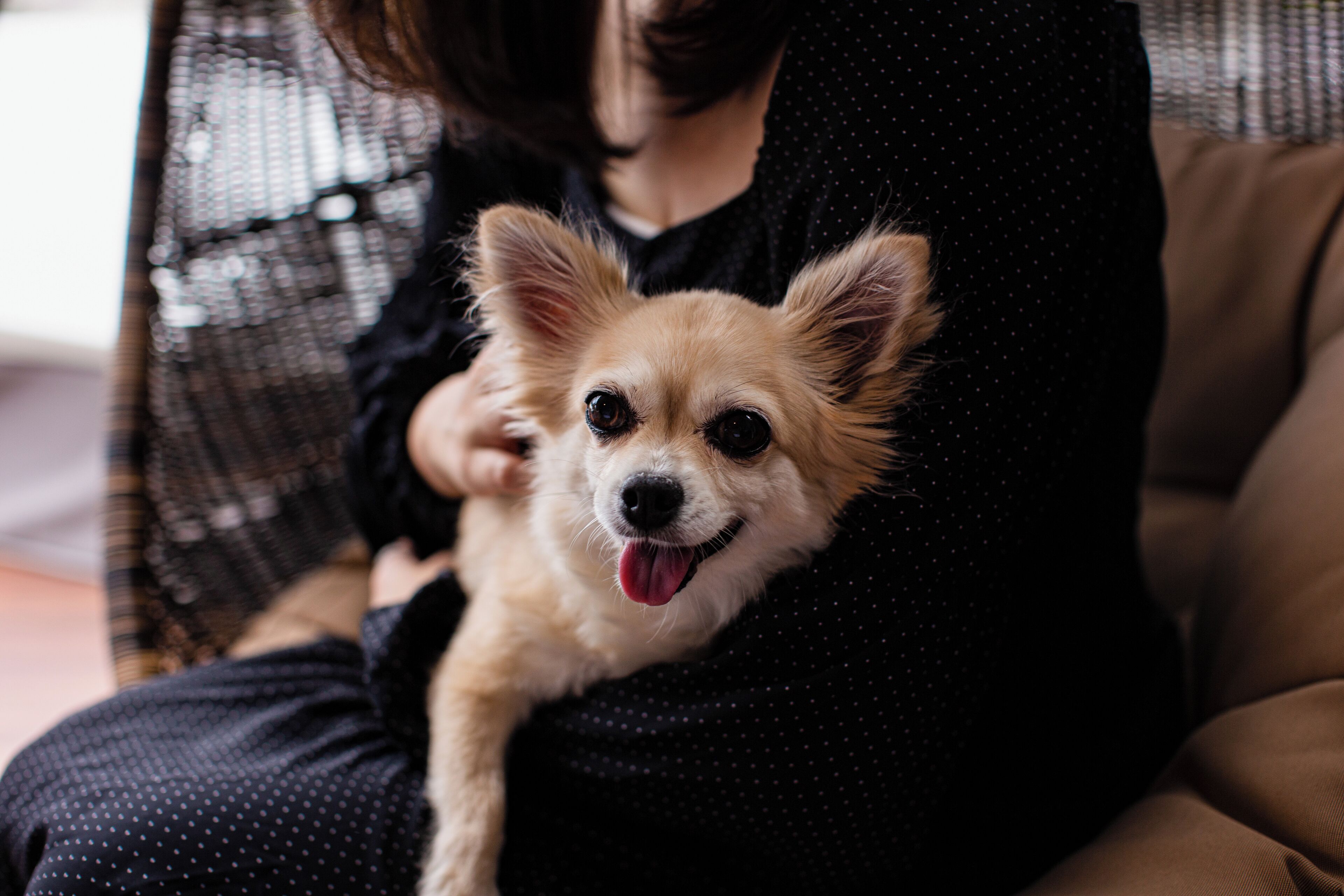Une personne tenant un petit chien.