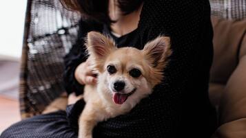 Une personne tenant un petit chien.
