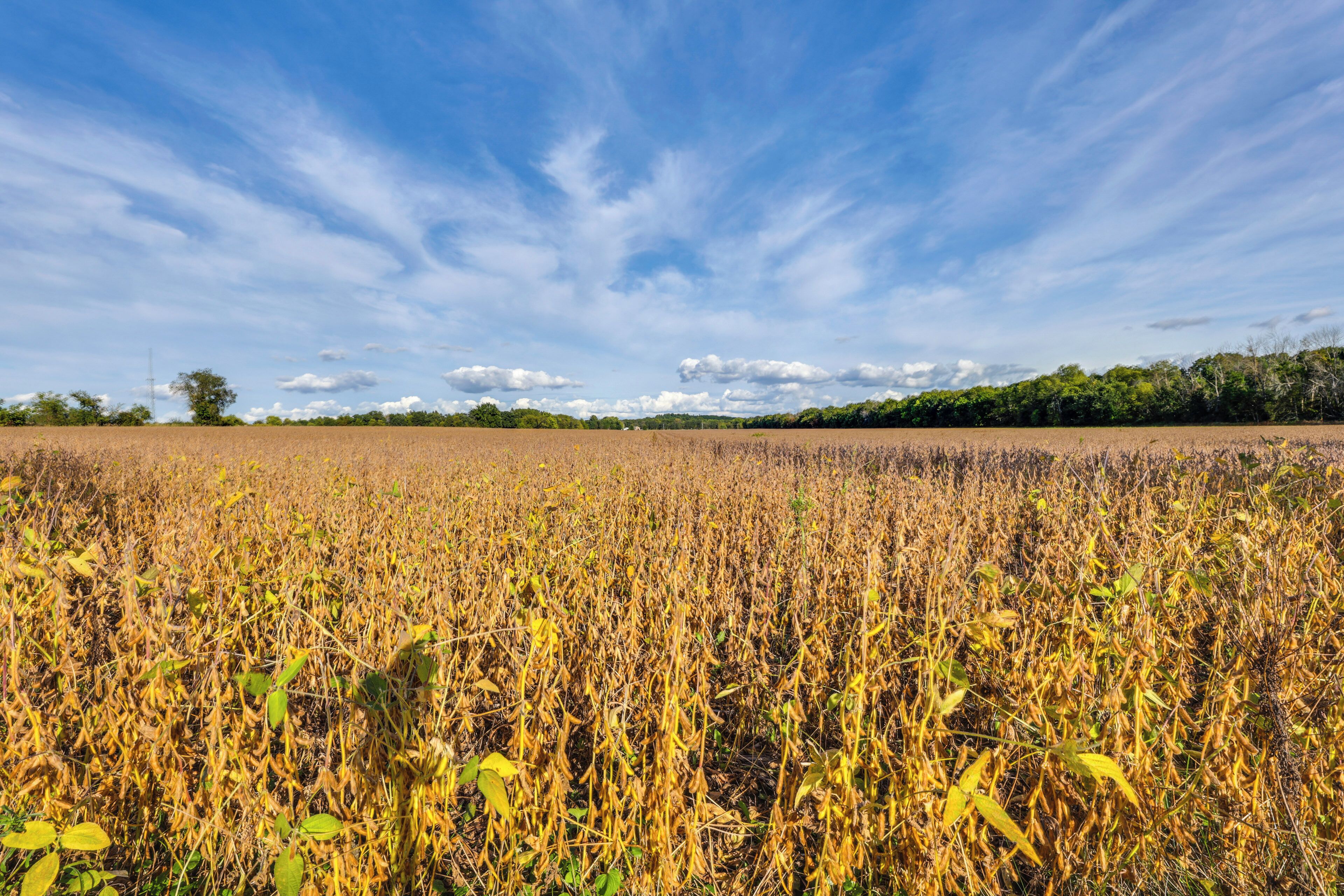 Een uitgestrekt veld met gewassen onder een heldere lucht.