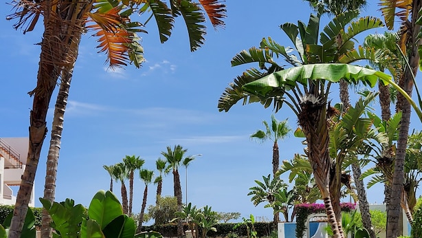 A pool surrounded by palm trees and greenery, with a clear blue sky in the background. - CT 362 AL - Primera Linea - Vera Playa  (Vera)
