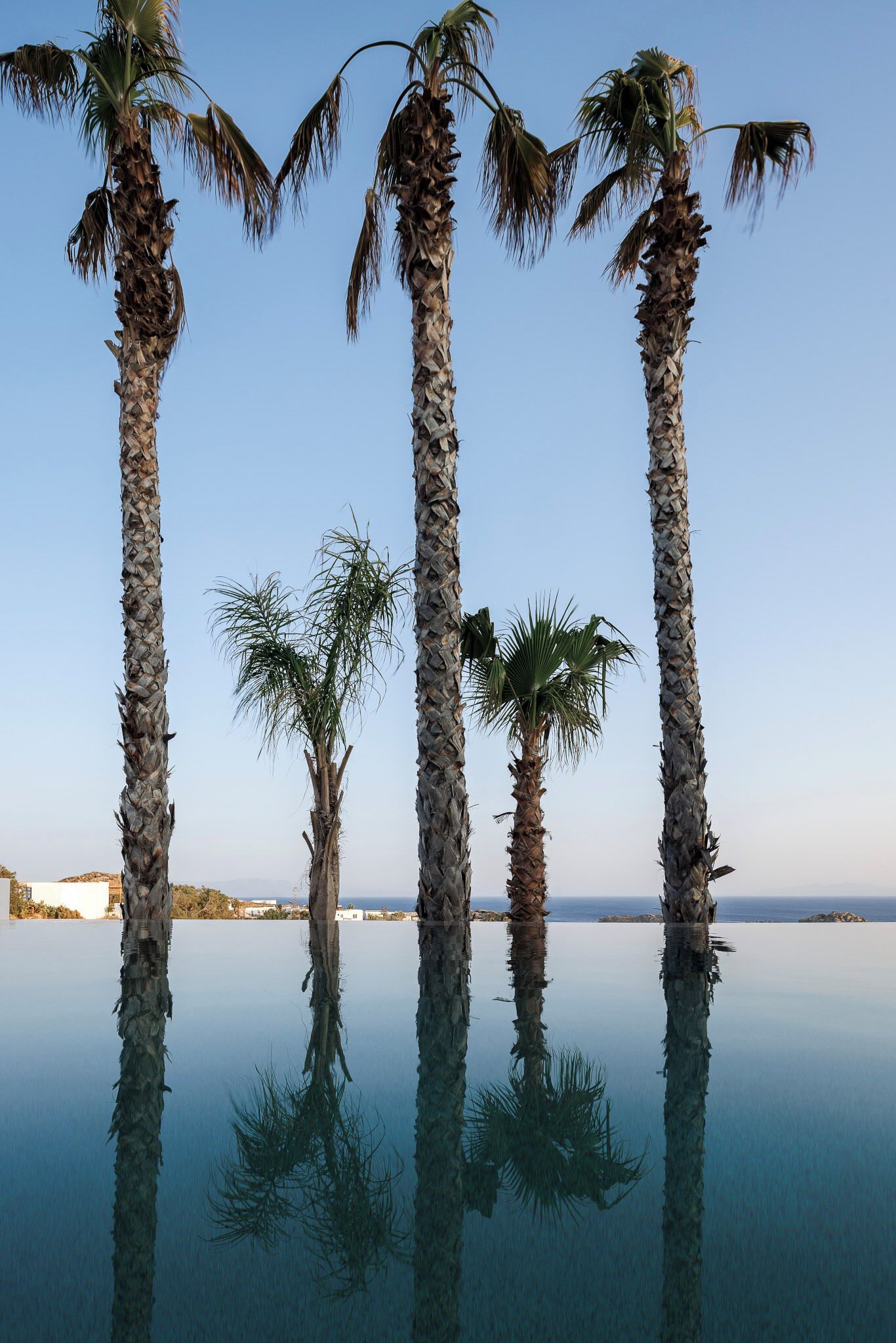 Four palm trees reflected in a calm body of water, with a clear sky and distant land in the background.