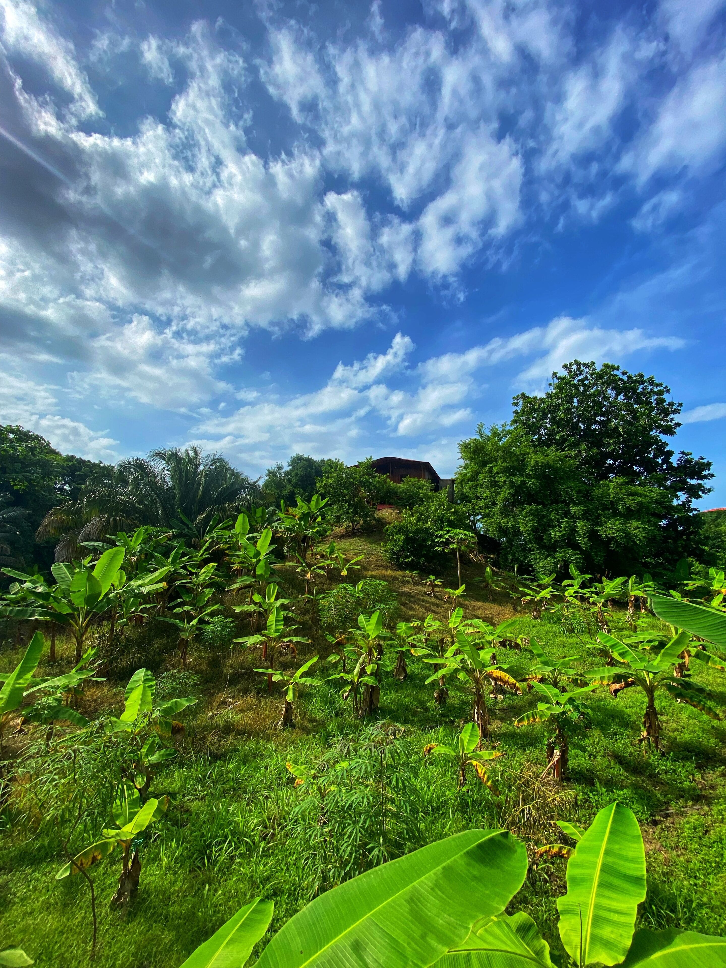 A lush green landscape with banana plants and trees under a partly cloudy sky.