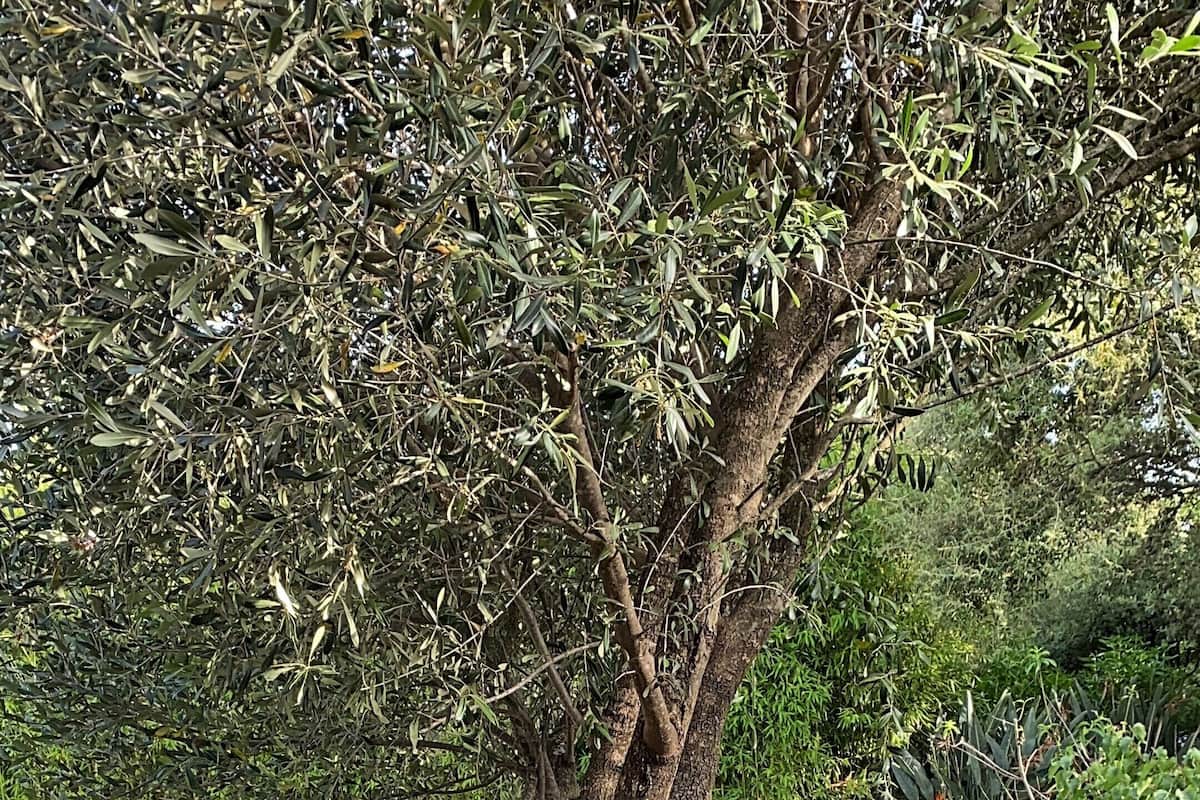 Deluxe-huvila, yksityinen uima-allas, vuoristonäköala | Tallelokero huoneessa, ilmainen Wi-Fi