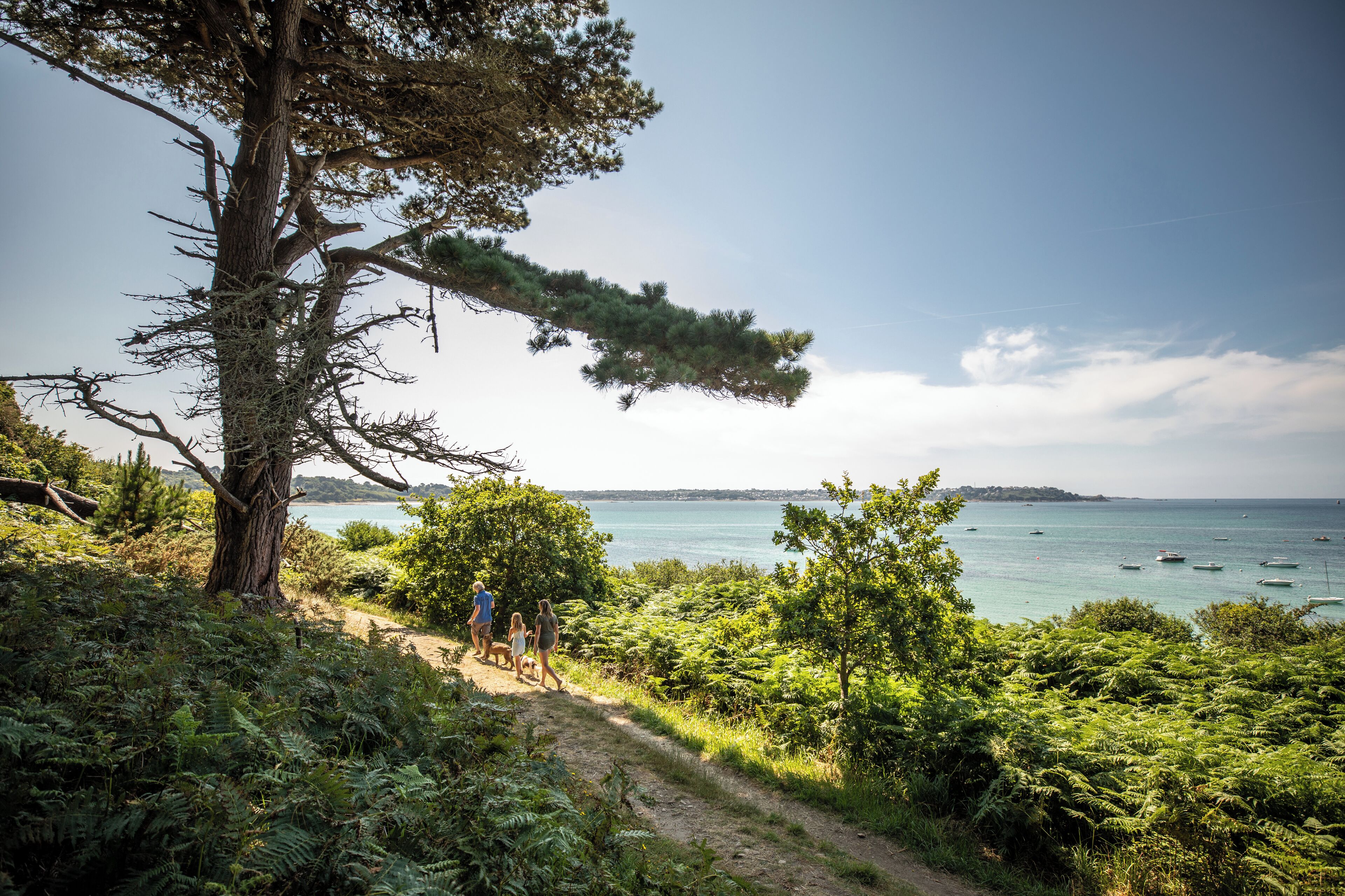A coastal path with dense greenery and a large tree.