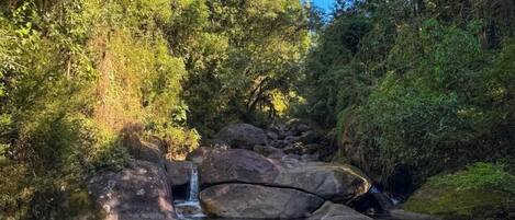 A natural landscape with a clear stream, rocks, and dense greenery.