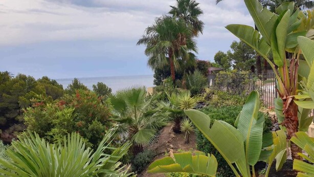 Un jardin luxuriant, parsemé de diverses plantes tropicales, et offrant une vue sur l’océan.