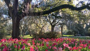 Ein Park mit einem großen Baum und einem Feld voller pinkfarbener Tulpen.
