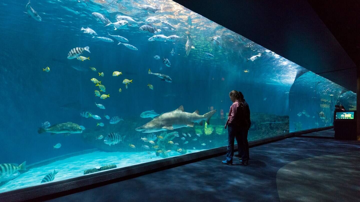 A large aquarium with various fish species, including sharks, and a person observing the exhibit.