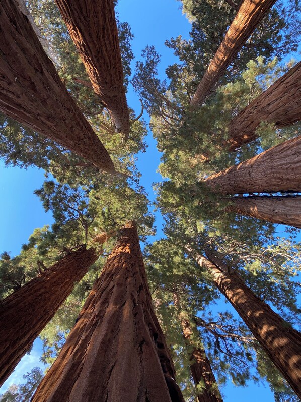 Miscellaneous - Sequoia Sanctuary•Hot Tub•Private Hilltop Escape (Three Rivers)