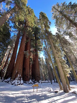 Miscellaneous - Sequoia Sanctuary•Hot Tub•Private Hilltop Escape (Three Rivers)