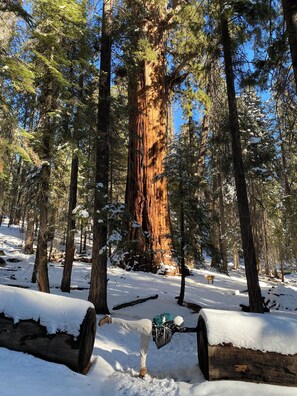 Miscellaneous - Sequoia Sanctuary•Hot Tub•Private Hilltop Escape (Three Rivers)