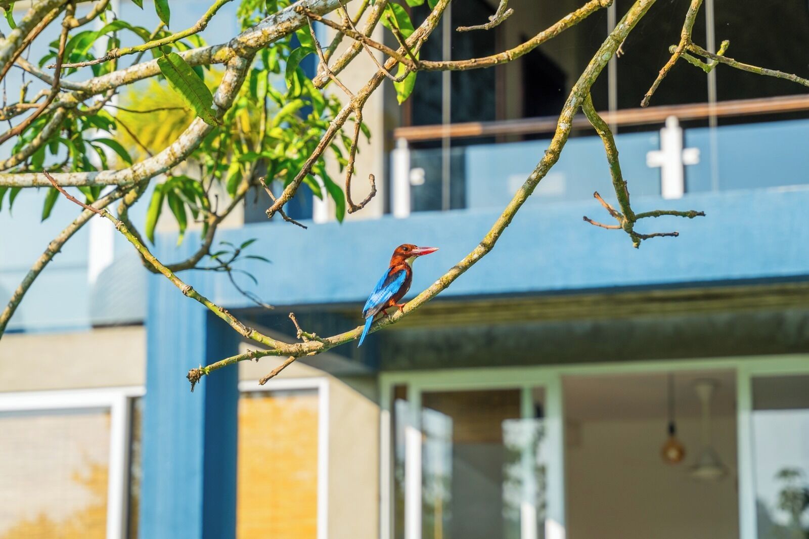 Un pájaro posado en una rama frente a un edificio de fachada azul y ventanas blancas.