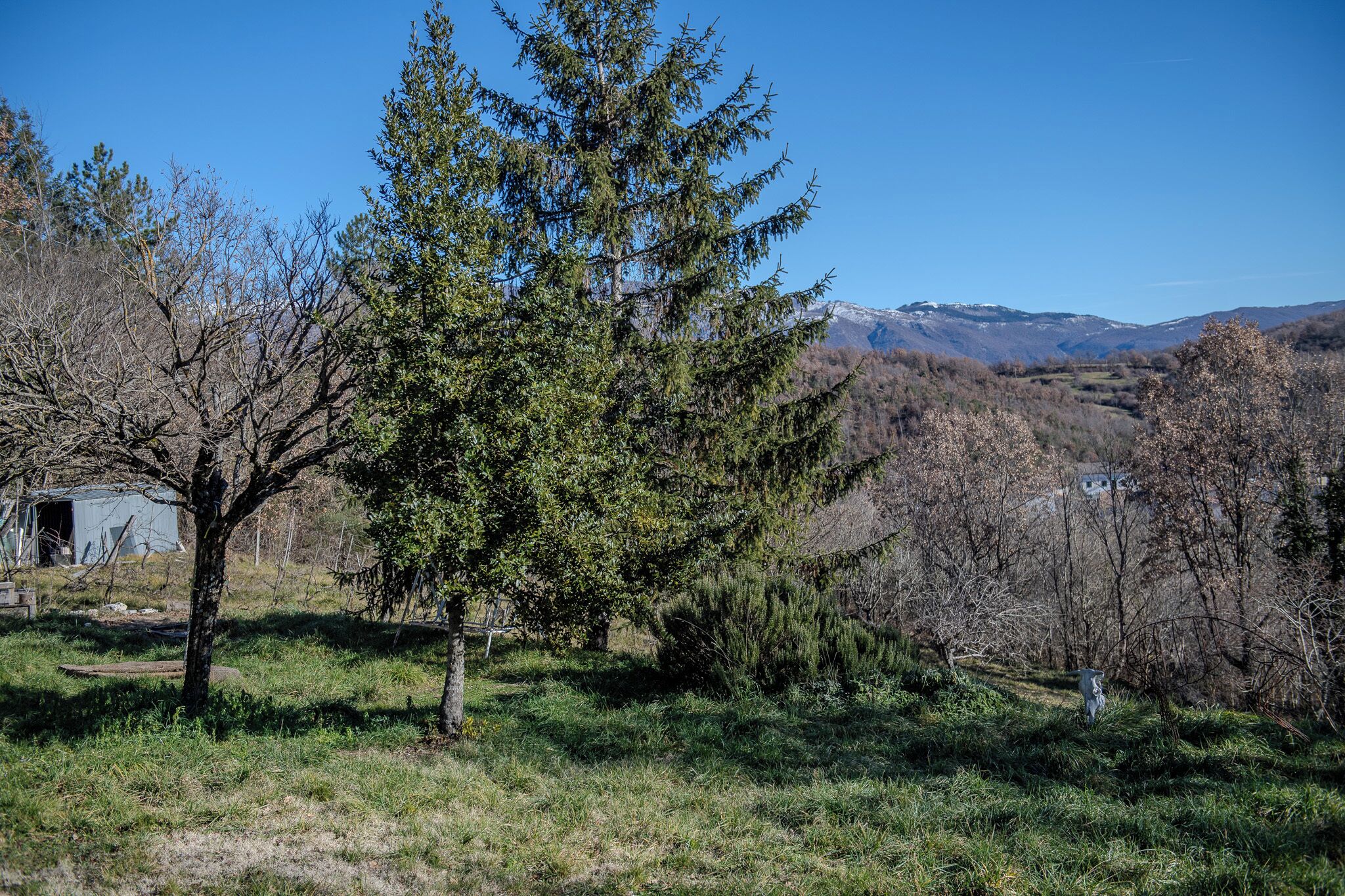 Un paisaje rural con un gran árbol de hoja perenne, un cobertizo pequeño y una cadena montañosa distante.