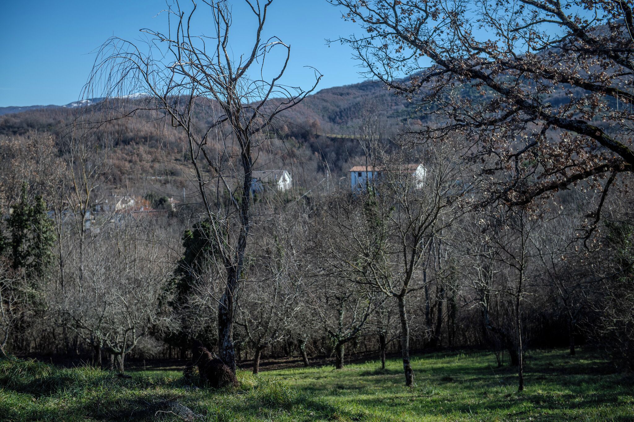 Paisaje rural con árboles, cielo despejado y edificios a la distancia.