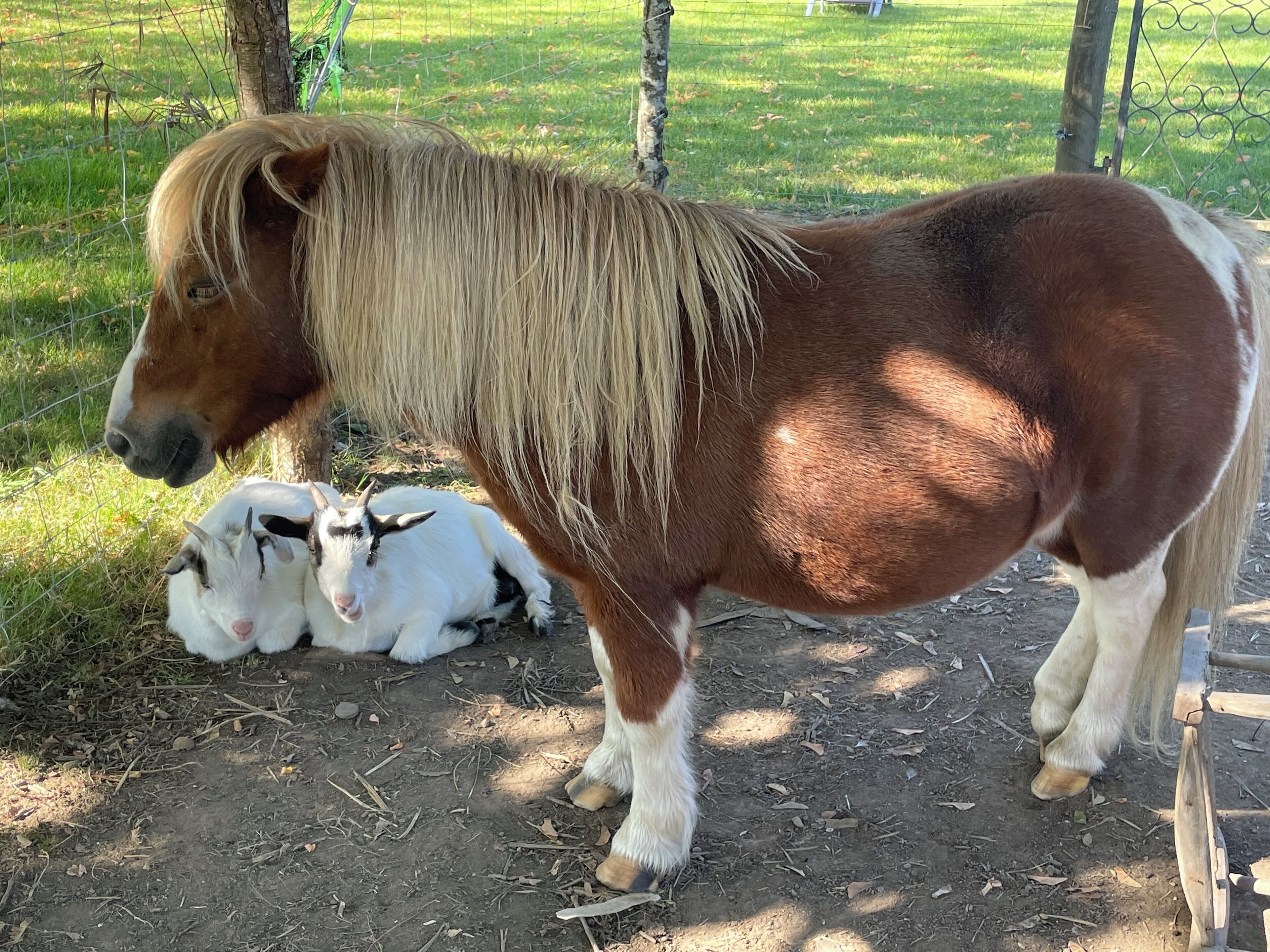 A pony with a long mane standing next to a goat.