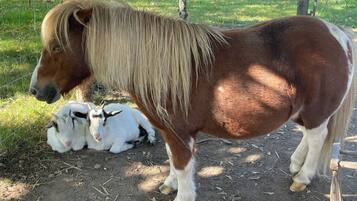 A pony with a long mane standing next to a goat.