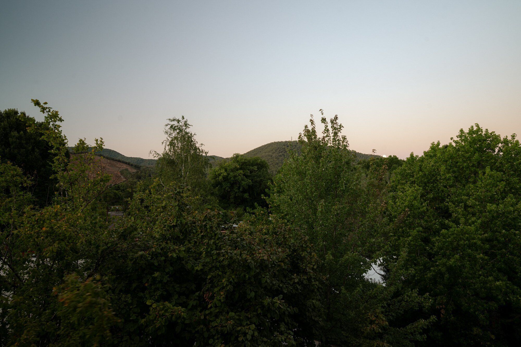 A dense forest with a hill in the background.