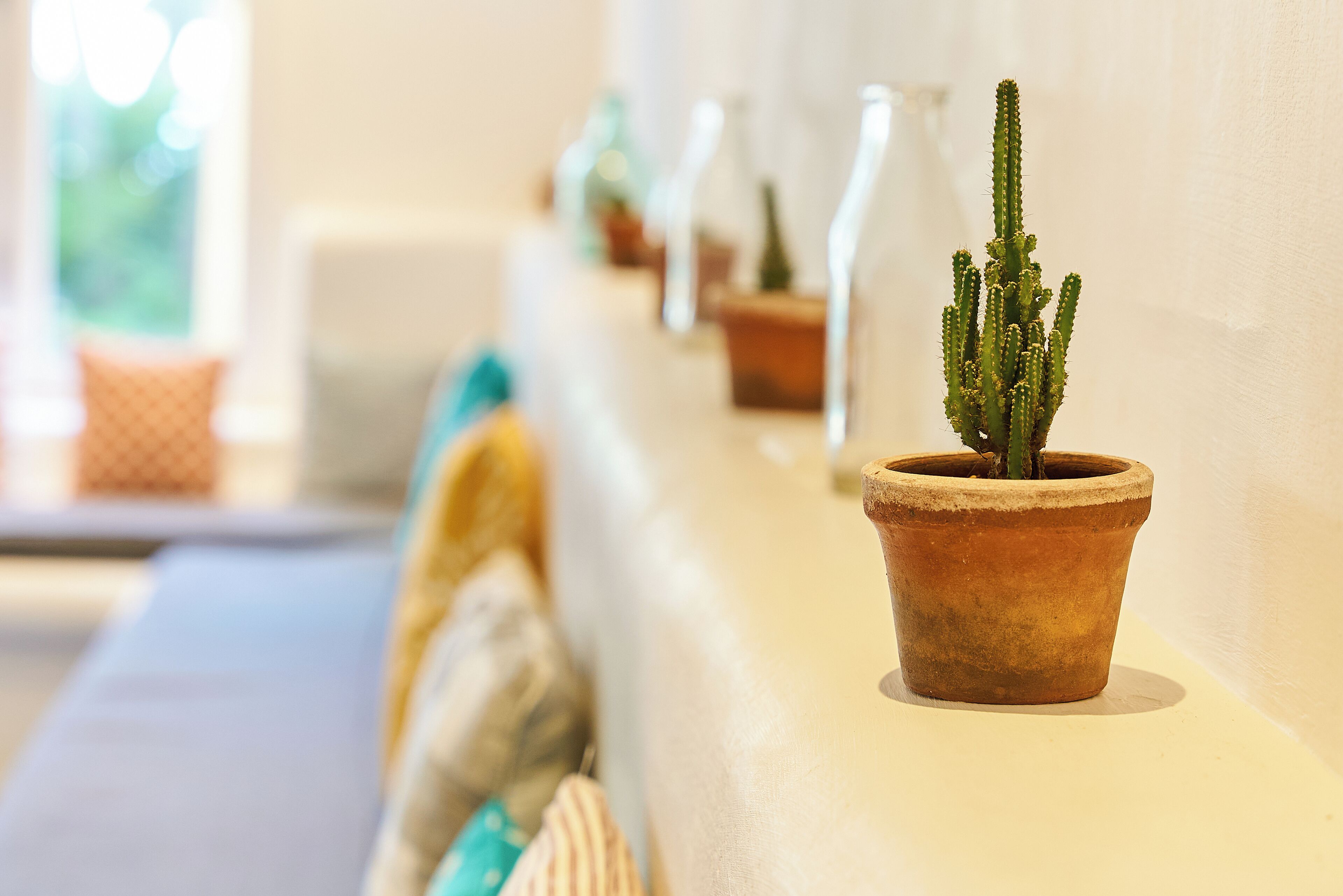 Una fila de cactus en macetas sobre una pared blanca.