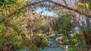 A garden pathway with a green surface, surrounded by various plants and trees. - 2 bedroom stunning home in Montejaque (Montejaque)
