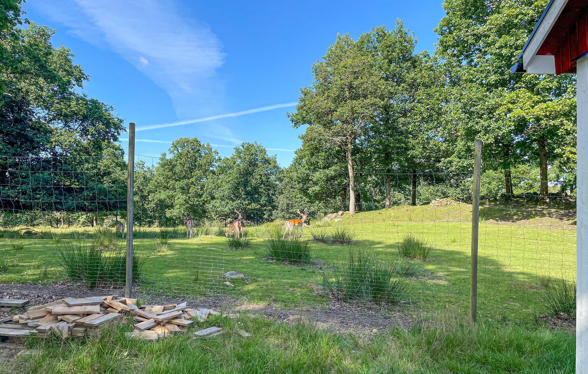 Un espace extérieur clôturé, agrémenté d’arbres et comprenant une pile de planches de bois.