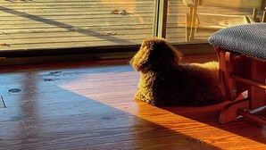 Un cane seduto vicino a un'ampia finestra con vista su una terrazza e un paesaggio boscoso.