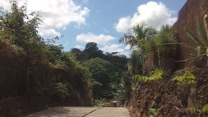 A concrete pathway flanked by lush greenery and flowering plants, leading towards a dense forest.