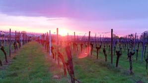 Viñedo con hileras de parras y cielo despejado.