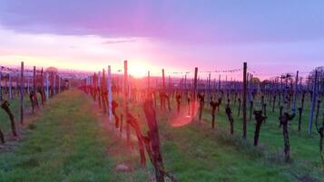 Un vignoble avec des rangées de vignes et un ciel dégagé.