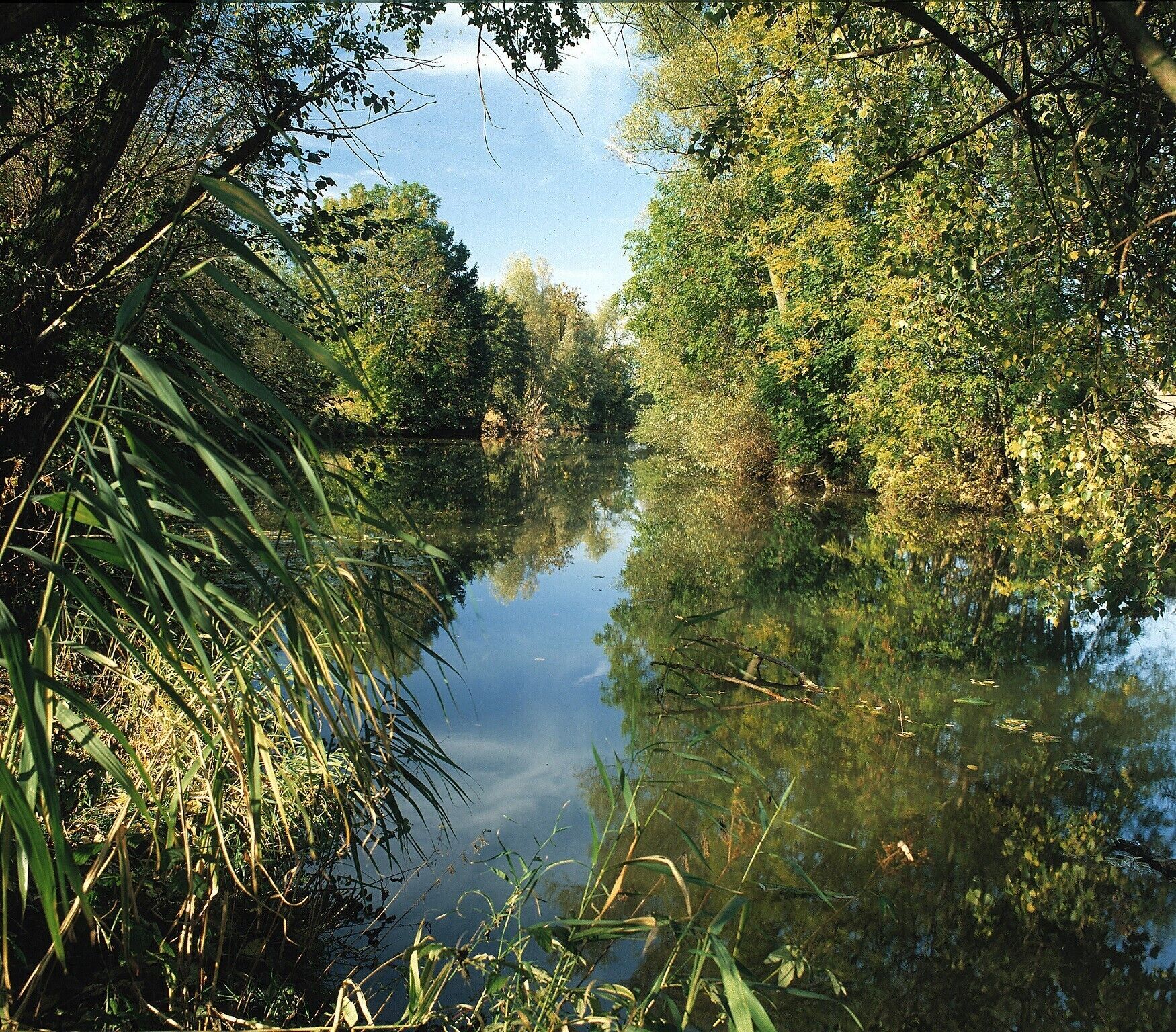A calm river surrounded by dense foliage.