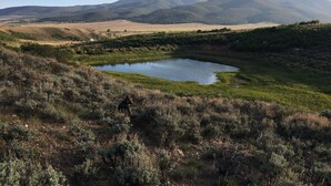 Un paisaje natural con un pequeño estanque rodeado de hierba y arbustos, con montañas al fondo.