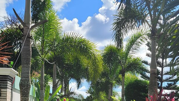 A pathway lined with palm trees and tropical plants, leading to a building with a white exterior and a brick base. - Jewelry Resort and Villas Tagaytay (Silang)
