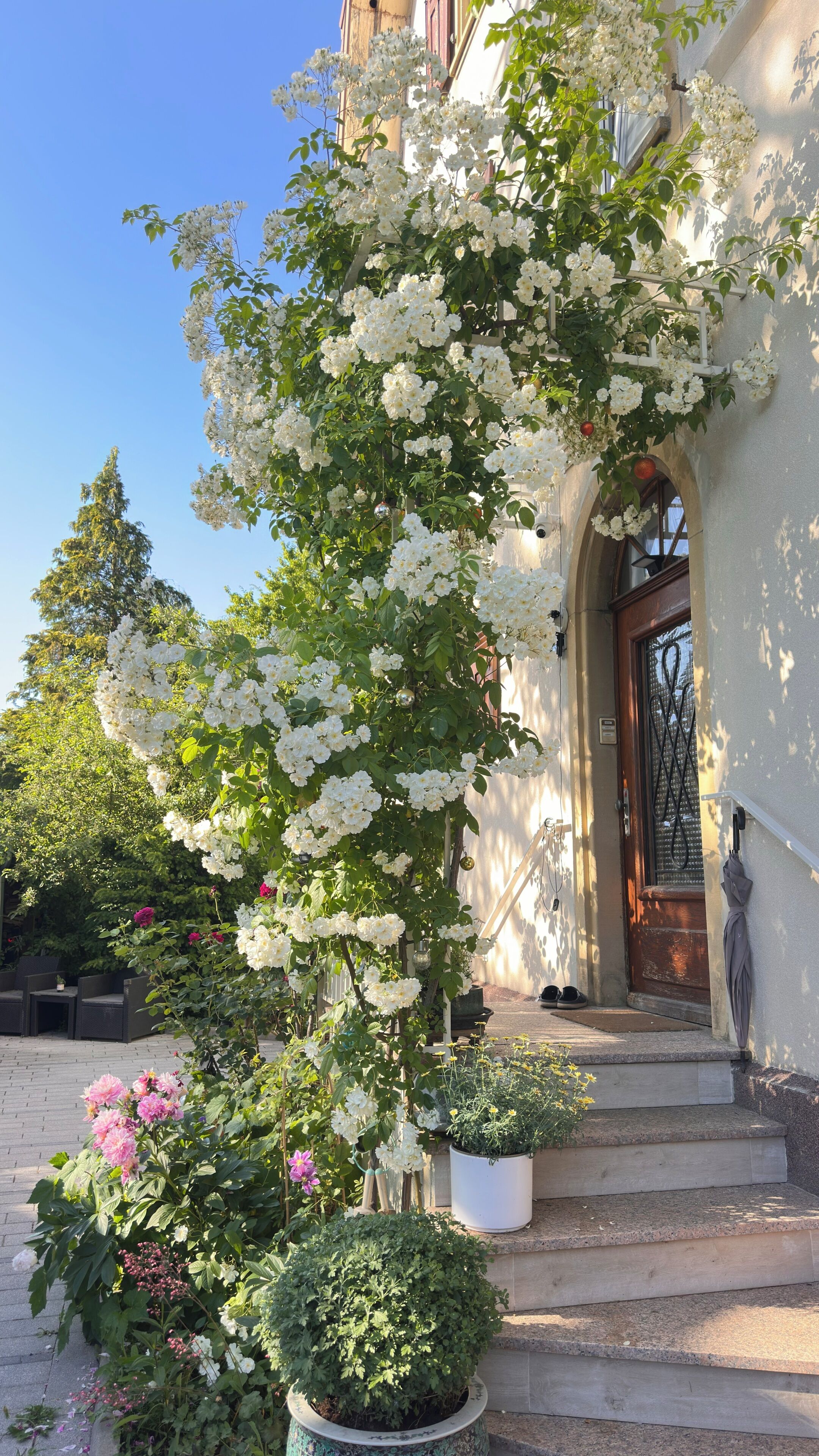 A building entrance with a white flowering vine, steps leading up to a door, and potted plants.