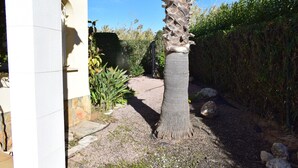 A palm tree in a garden with a stone wall and a pathway.