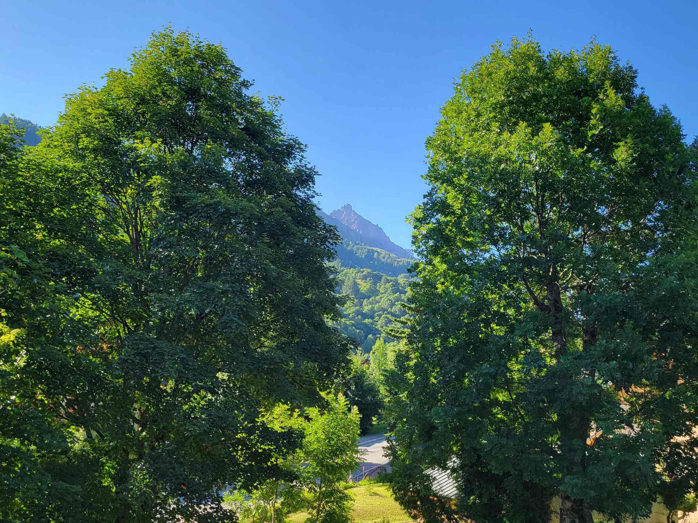 Ein Pfad, der von hohen Bäumen gesäumt wird, führt zu einem Berg in der Ferne.